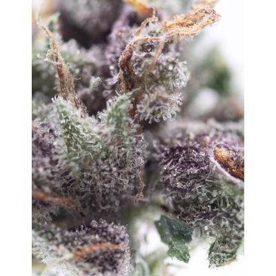 Purple Mango fleur...