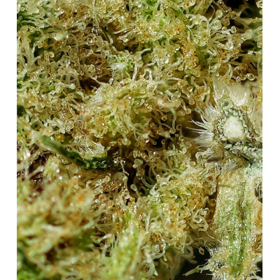 Marley Kush fleur de CBD